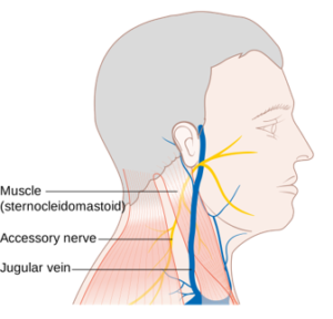 ANATOMIE FMPM NERF ACCESSOIRE 